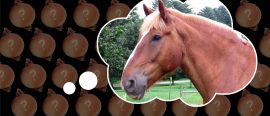 Oπnions: Can a horse have an Erdős number?